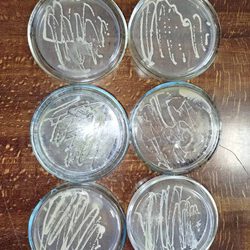 Робота гуртка “Біо Тех”