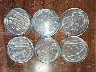 Робота гуртка “Біо Тех”